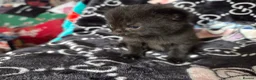 Mixed Breed cats for sale: Kittens for Sale in Bridlington - Advert 28