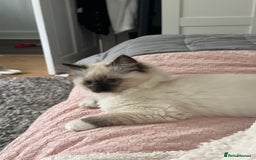 Ragdoll cats for sale: Lovely kitten ready for her forever home 🩷 - Image 9