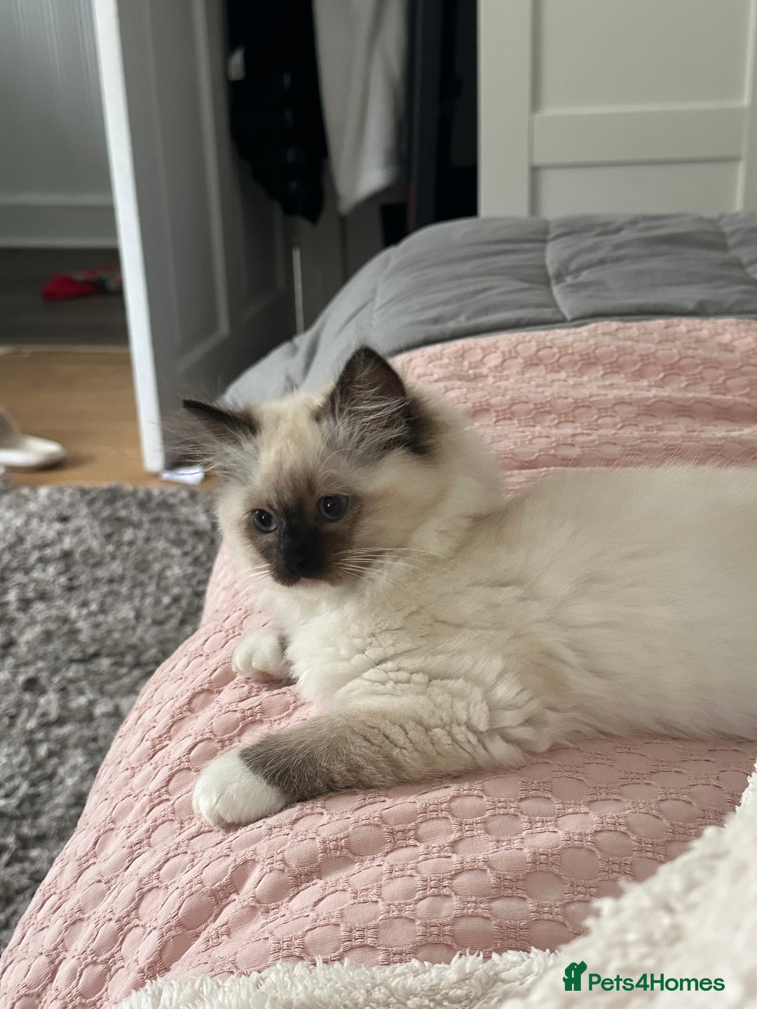 Ragdoll cats for sale: Lovely kitten ready for her forever home 🩷 - Image 9