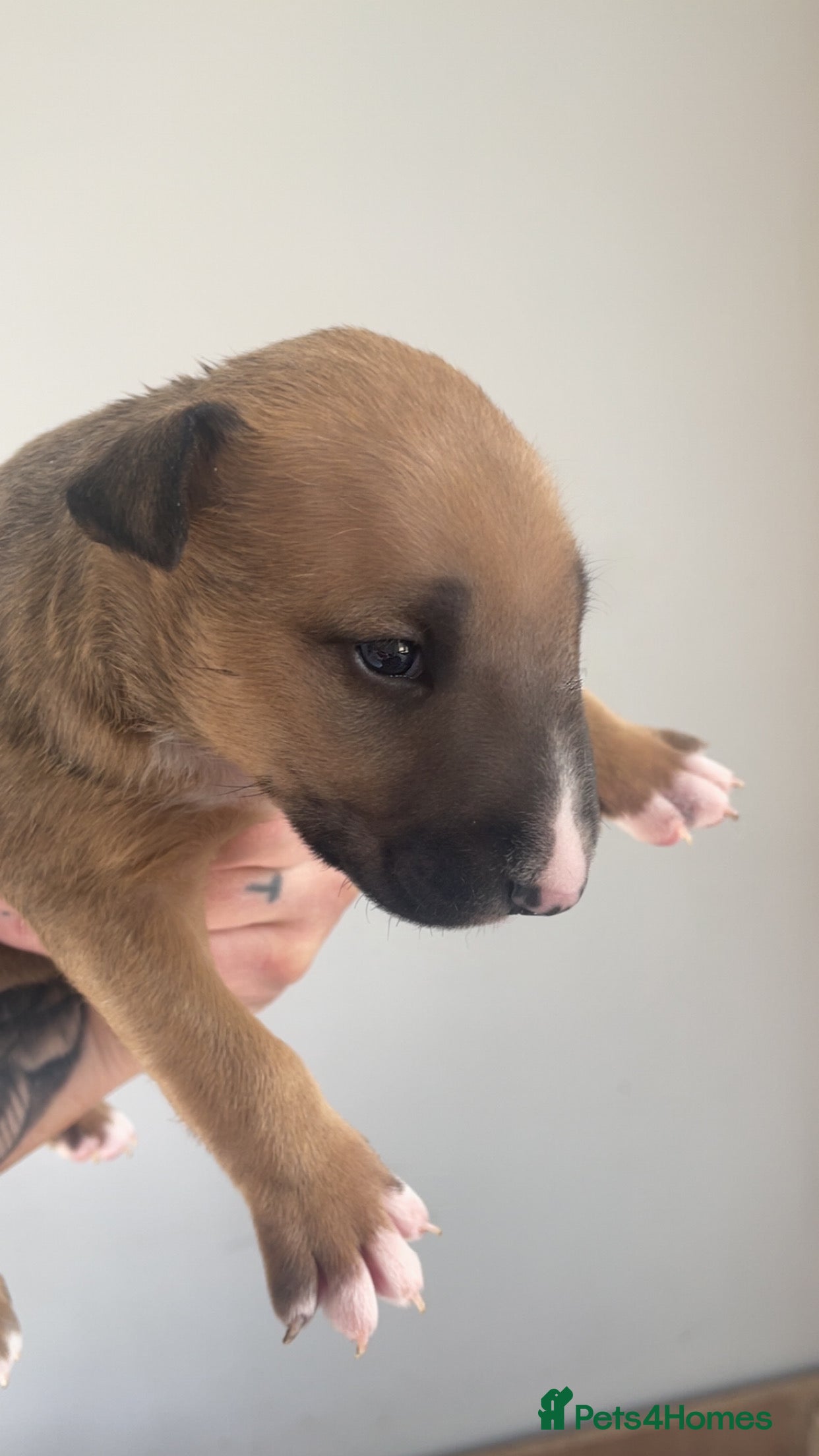English Bull Terrier dogs for sale: *One Left* KC Reg English Bull Terrier Pups  - Advert 29