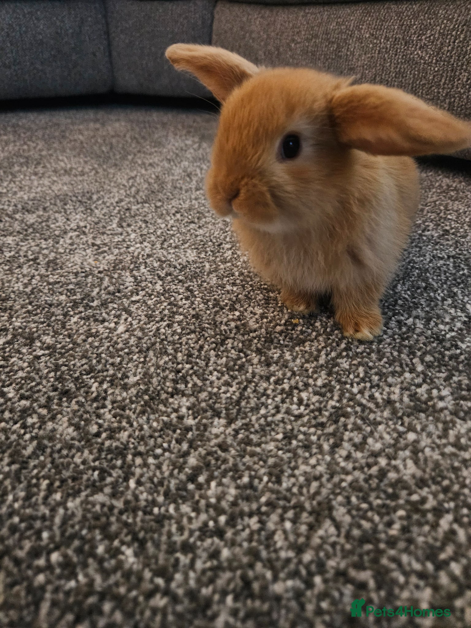 Mini Lop rabbits Mini lop rabbits for sale - Advert 2