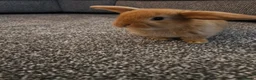Mini Lop rabbits for sale: Mini lop rabbits for sale - Advert 12