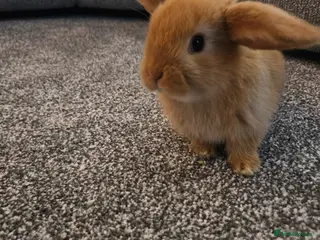 Mini Lop rabbits Mini lop rabbits for sale - Advert 2