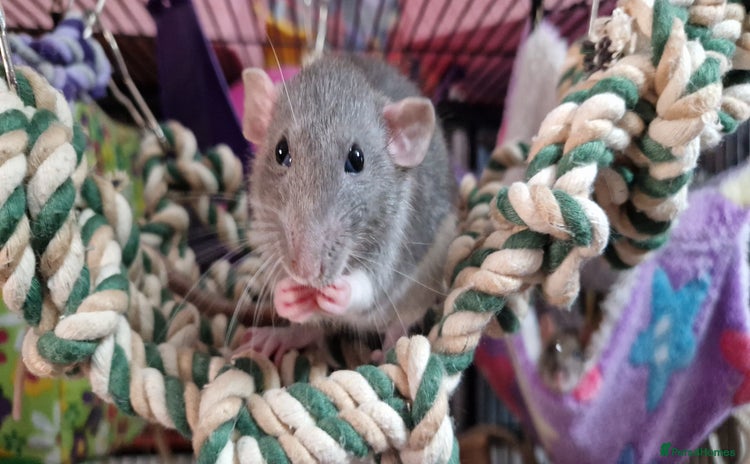 Rat rodents Female rat needing new friends  - Advert 4