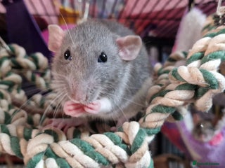 Rat rodents for sale: Female rat needing new friends - Advert 1