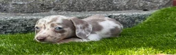 Miniature Dachshund dogs for sale: ❤️Adorable Isabella Miniature Dachshund Puppies 🐶 - Advert 15