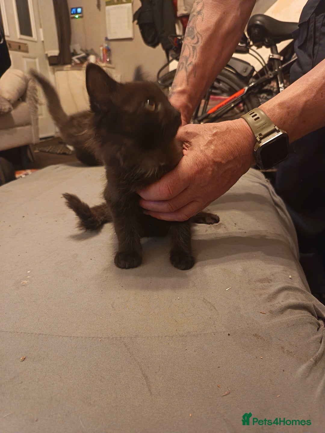 Mixed Breed cats for sale: Kittens - Advert 8