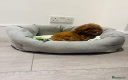 Cockapoo dogs for sale: Beautiful cockapoo puppy ♥️ - Image 2