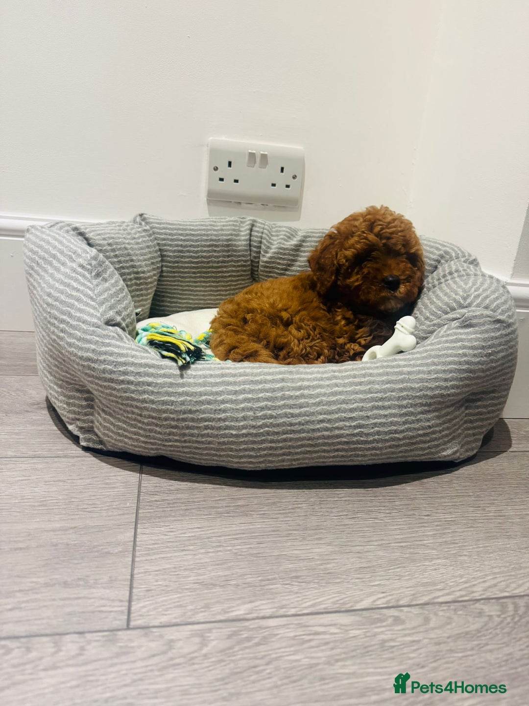 Cockapoo dogs for sale: Beautiful cockapoo puppy ♥️ - Image 2