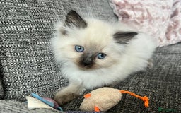 Siberian cats for sale: 🩵🩵Stunning Siberian Neva Masquerade Babies🩵🩵 - Image 10