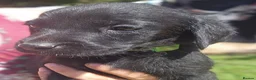 Labrador Retriever dogs for sale: Gorgeous Black Labrador Puppies - Advert 16