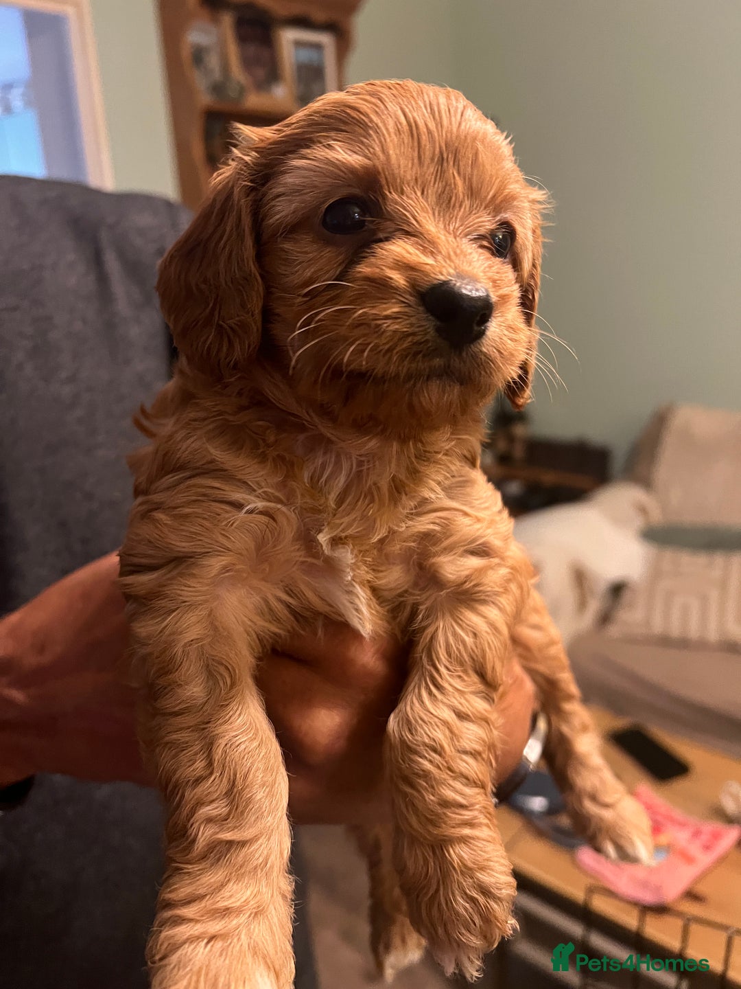 Cavapoo dogs for sale: Gorgeous Cavapoo's 2 available  - Image 25