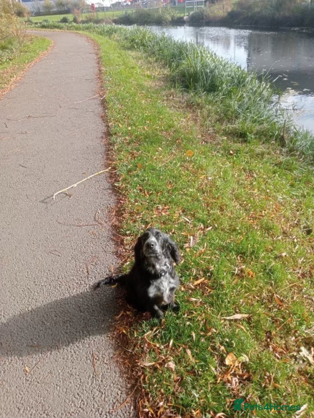 Cockapoo dogs for sale: 6-Month Cockapoo Puppy – Experienced Owner Only - Advert 11