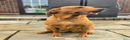 Labrador Retriever dogs for sale: 1 BEAUTIFUL FOX RED KC GIRL  - Advert 14