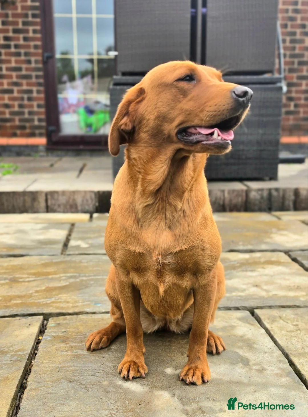 Labrador Retriever dogs for sale: 1 BEAUTIFUL FOX RED KC GIRL  - Advert 14