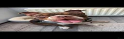 English Bulldog dogs for sale: Beautiful willow - Advert 7