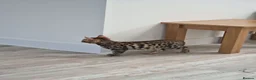Bengal cats for sale: Beautiful Bengal Kitten - Advert 4
