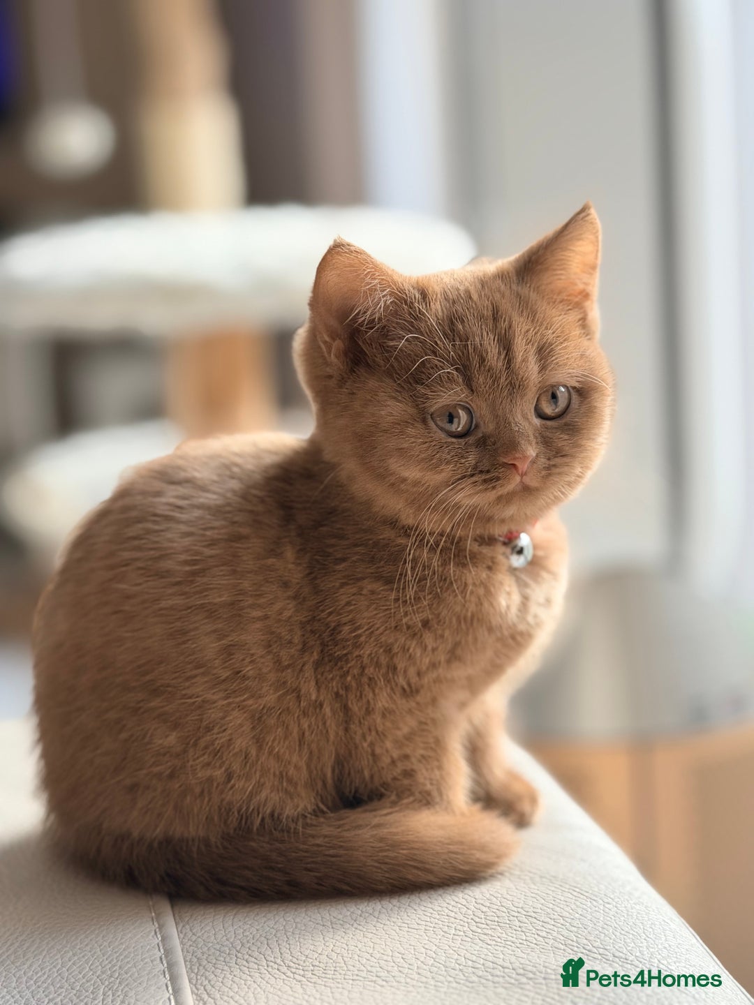British Shorthair cats for sale: Pedigree Cinnamon British Shorthair Kitten - Advert 2