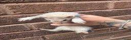 Ferret rodents for sale: Silver baby ferrets  - Advert 3