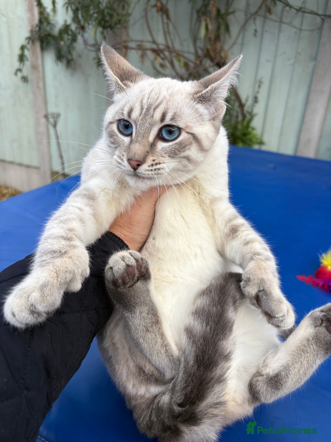 Keetso cats for sale: Superb polydactyl girl - Advert 17