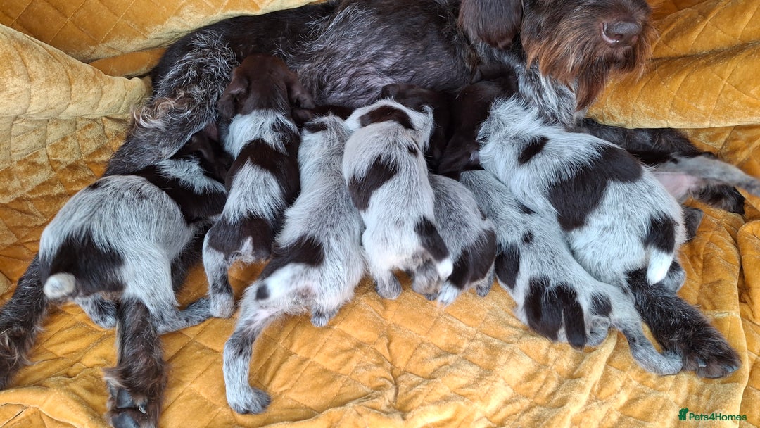 German Wirehaired Pointer dogs for sale: Quality German wirehaired pointer pups. - Image 29