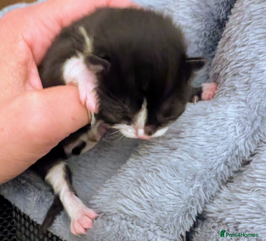 Mixed Breed cats for sale: Black and White Tuxedo kittens - Image 2