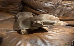 Miniature Dachshund dogs for sale: Isabella Pretty Boy - Advert 11