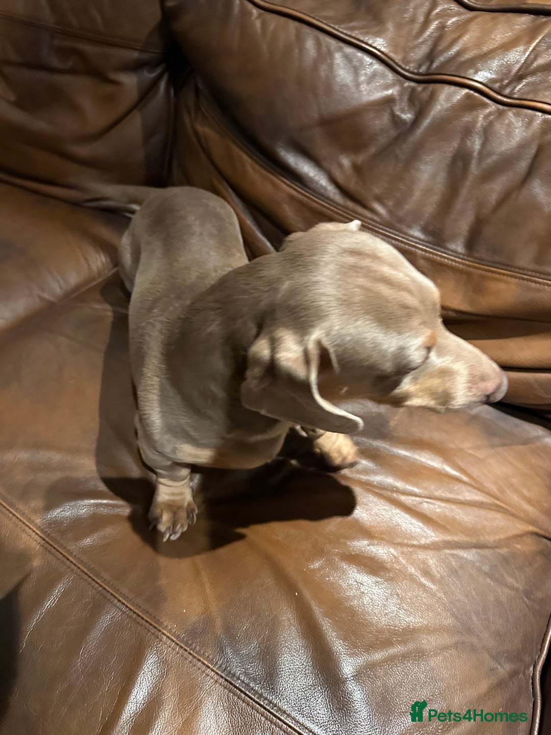 Miniature Dachshund dogs for sale: Isabella Pretty Boy - Advert 11