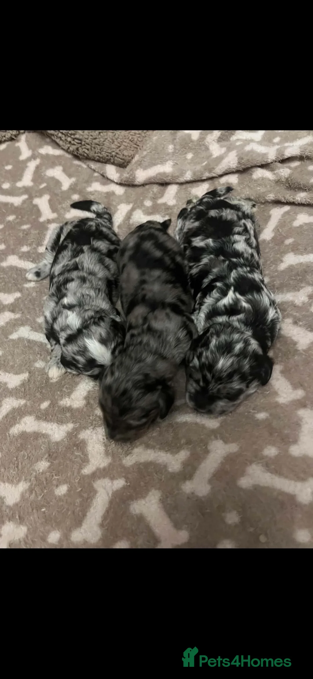 Mixed Breed dogs for sale: Mini sheepadoodles - Advert 18
