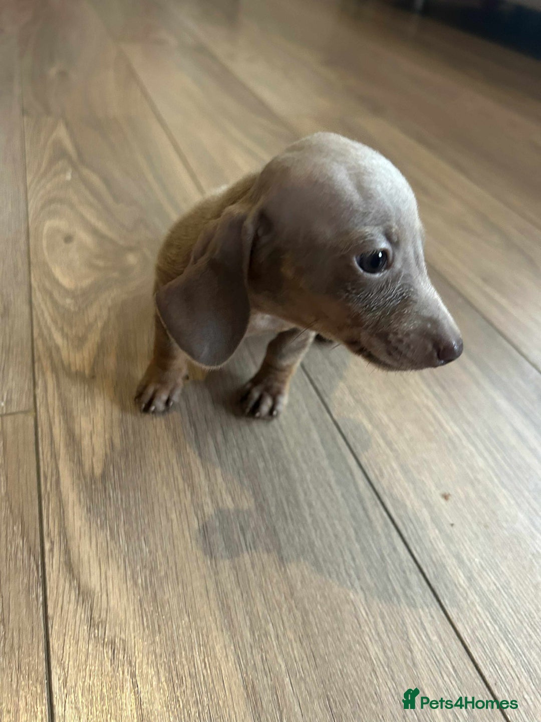 Miniature Dachshund dogs for sale: Miniature dachshund  - Advert 17