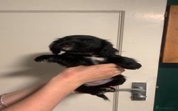 Mixed Breed dogs for sale: Beautiful litter of spaniel Cross  - Image 33