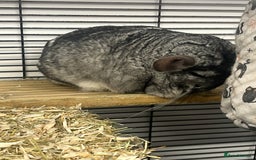 Chinchilla rodents for sale: Pair of Male Chinchillas - Image 3