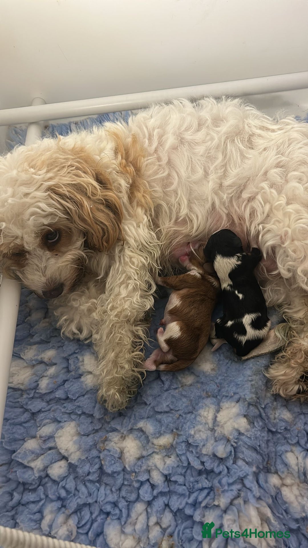 Cavapoo dogs for sale: Cavapoo boys from health tested parents  - Advert 13