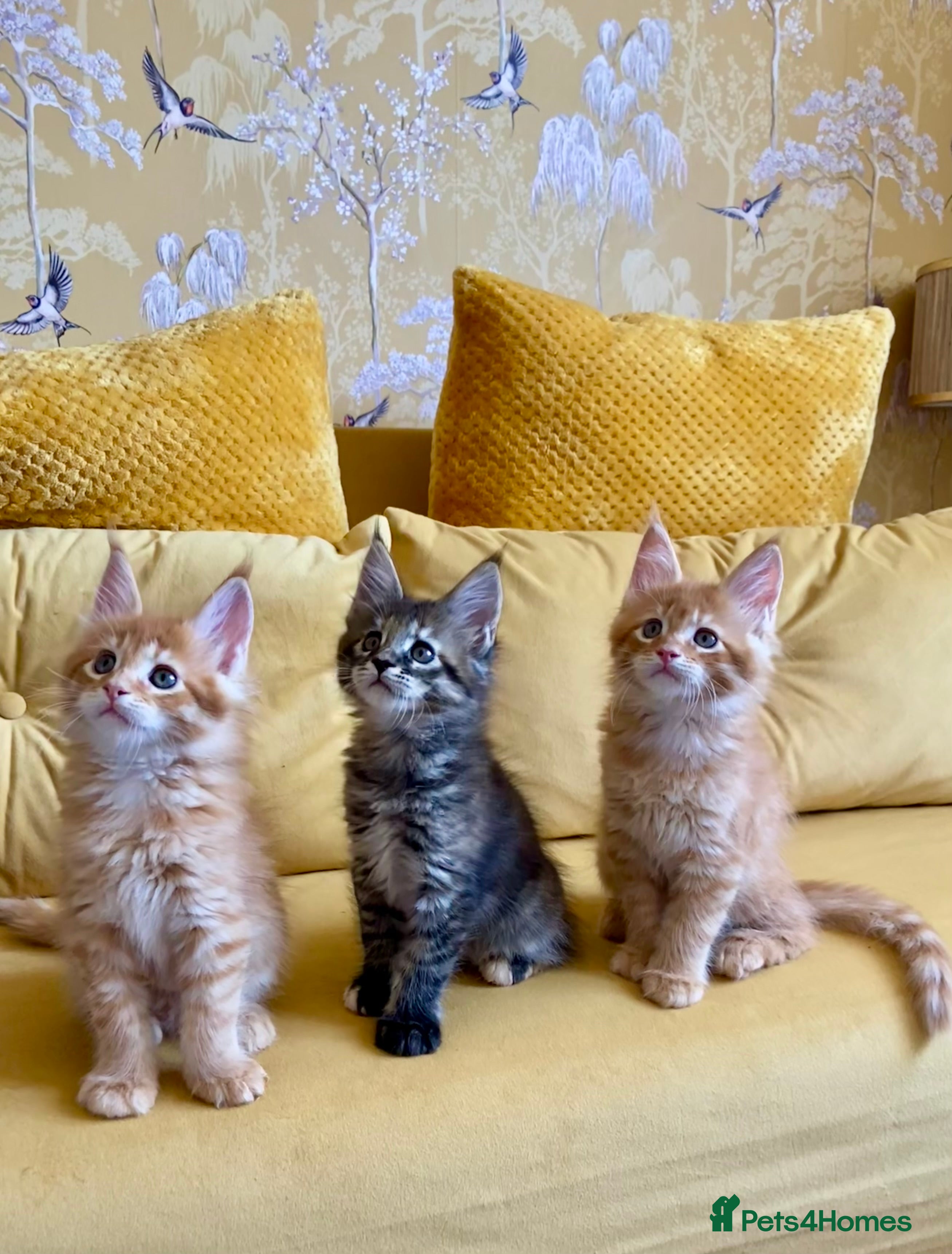 Maine Coon cats GCCF registered Dog 🐶 Friendly  - Advert 18
