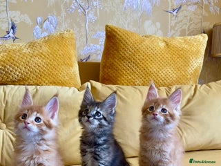 Maine Coon cats GCCF registered Dog 🐶 Friendly - Advert 1