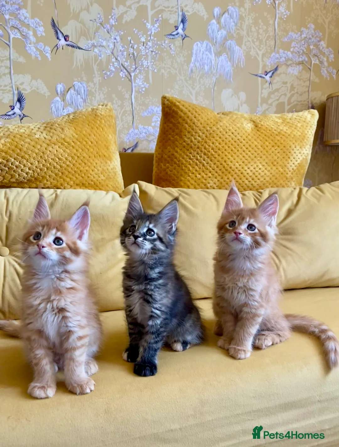Maine Coon cats for sale: GCCF registered Dog 🐶 Friendly  - Advert 1