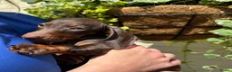 Miniature Dachshund dogs for sale: ❤️🐾 Adorable Miniature Dachshunds 🐾❤️ - Advert 10