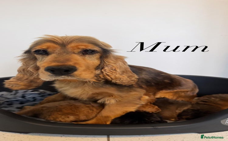 Cockapoo dogs - Advert 1