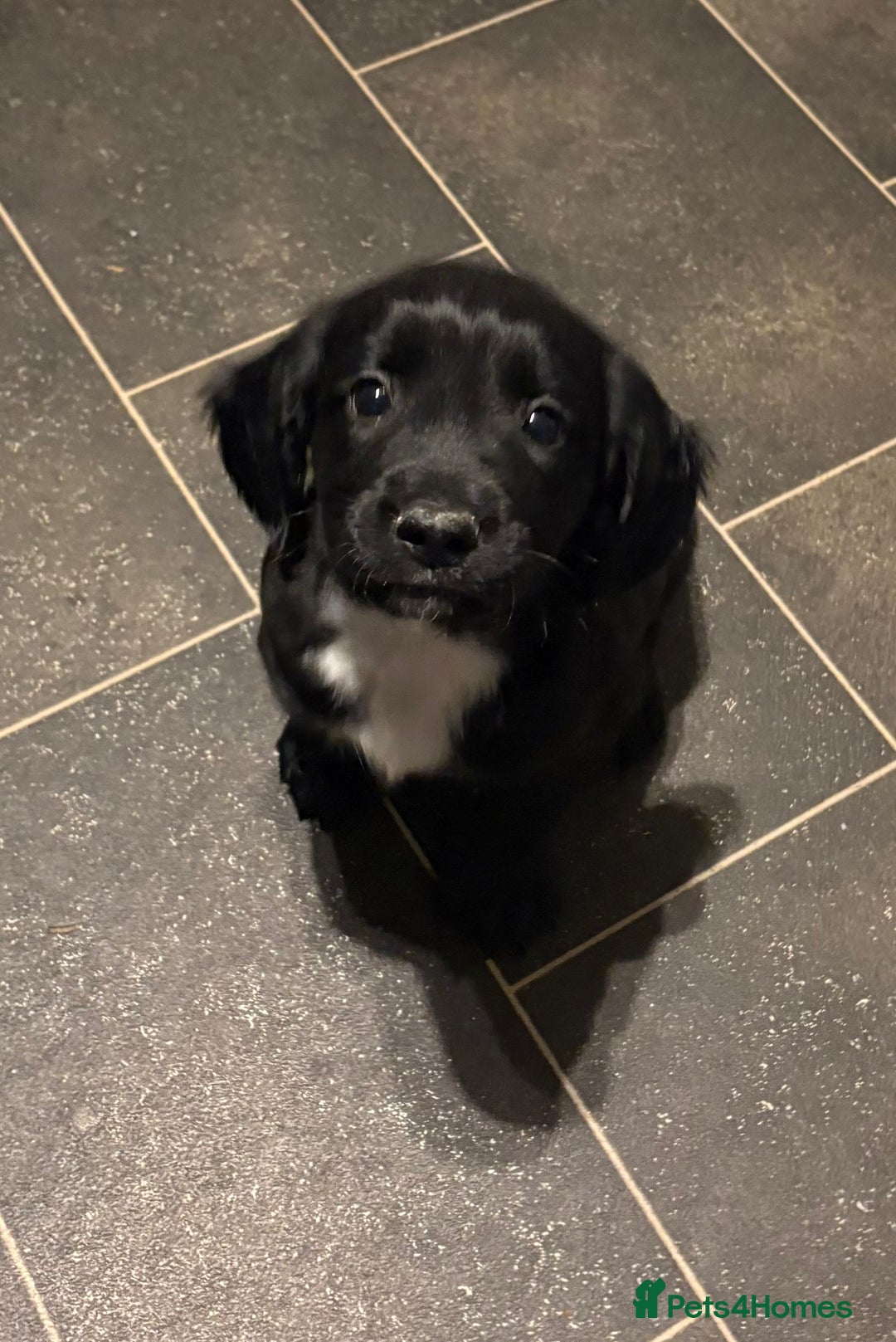 Sprocker dogs for sale: SPRINGER PUPPIES - Advert 8
