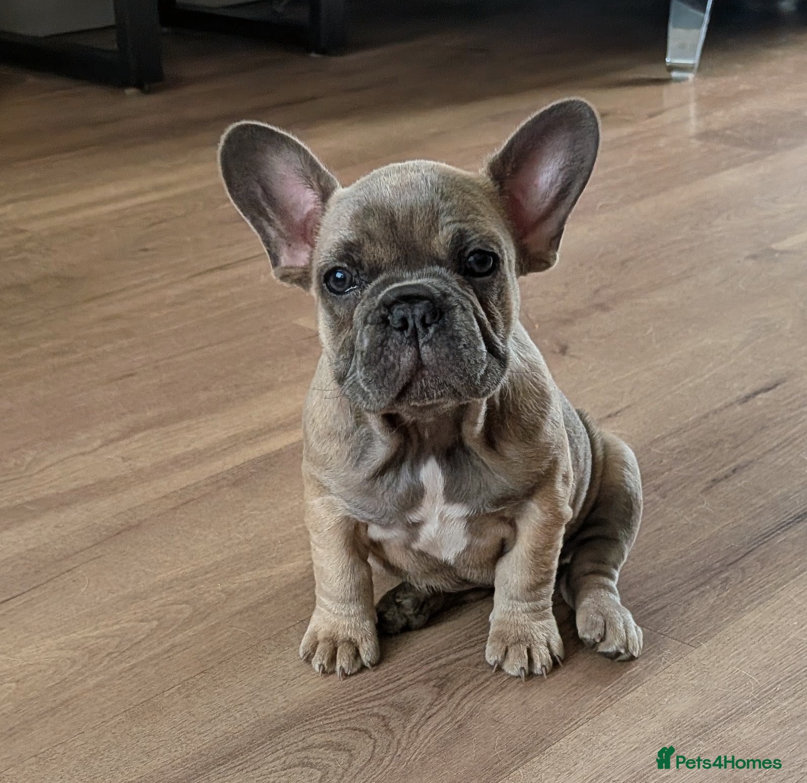 French Bulldog dogs French bulldog puppies Kennel Club registered  - Advert 2