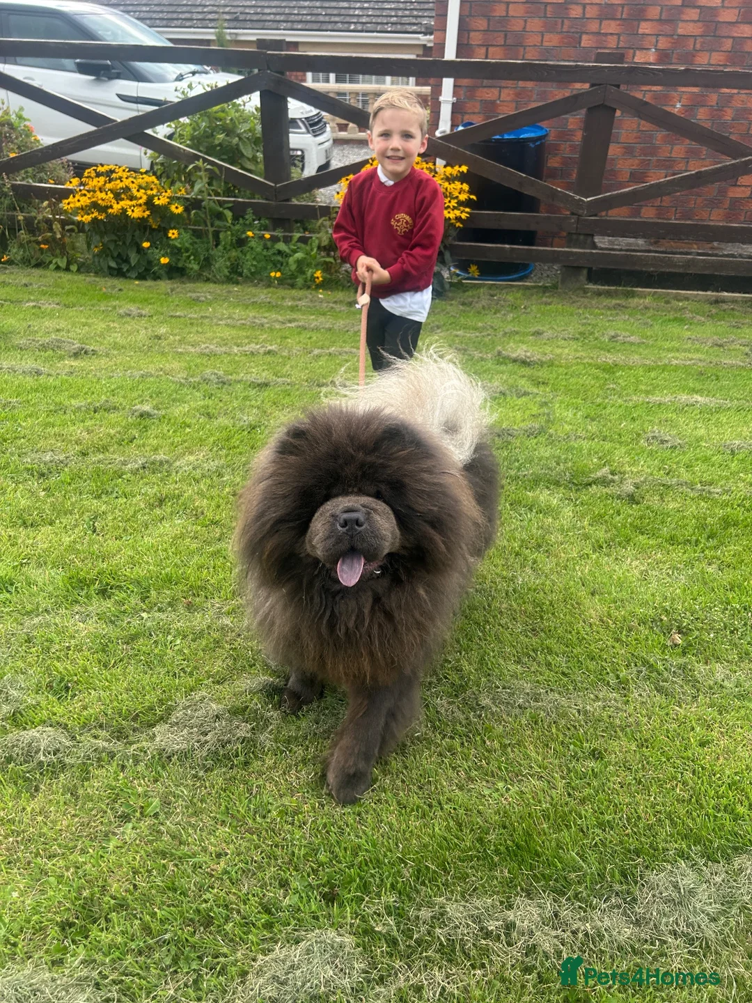Chow Chow dogs for stud: Stunning Blue Chow Chow - Advert 2