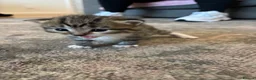 Mixed Breed cats for sale: Kittens for sale  - Advert 5
