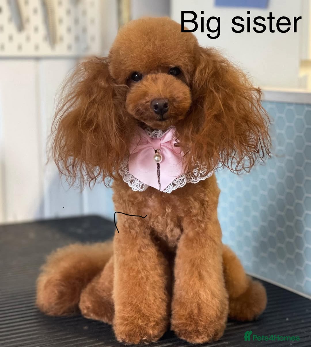 Toy Poodle dogs for sale: Tiny red & white parti toy poodle girl & boy - Image 7