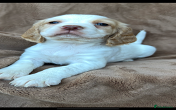 Cocker Spaniel dogs for sale: Gorgeous kc registered cocker spaniel puppies - Image 34