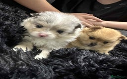 Pomeranian dogs for sale: Rare Pomeranian blue eyed puppys - rare colours - Image 9