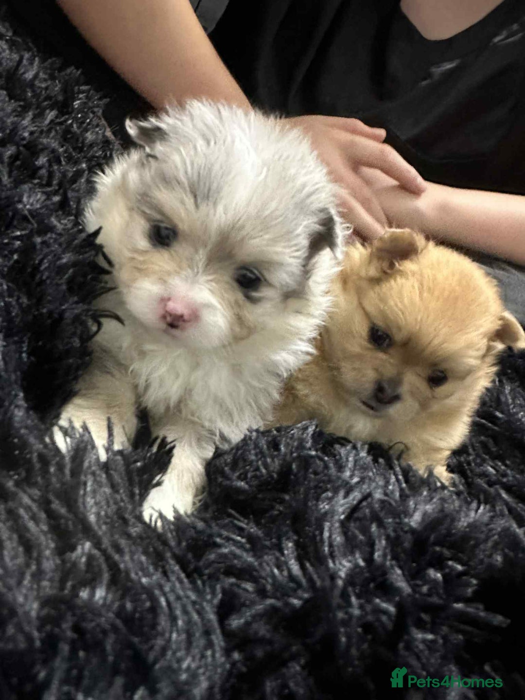 Pomeranian dogs for sale: Rare Pomeranian blue eyed puppys - rare colours - Image 9
