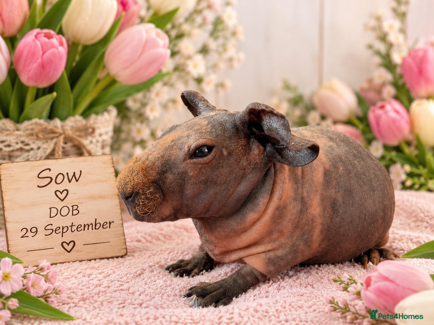 Guinea Pig rodents Skinny guinea pigs 🩷Sow🩷 - Advert 13