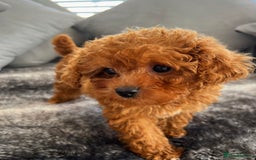 Cavapoo dogs for sale: F1B cavapoo girl  - Image 5