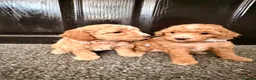 Maltipoo dogs for sale: Maltipoo F1B  in Walsall - Advert 6