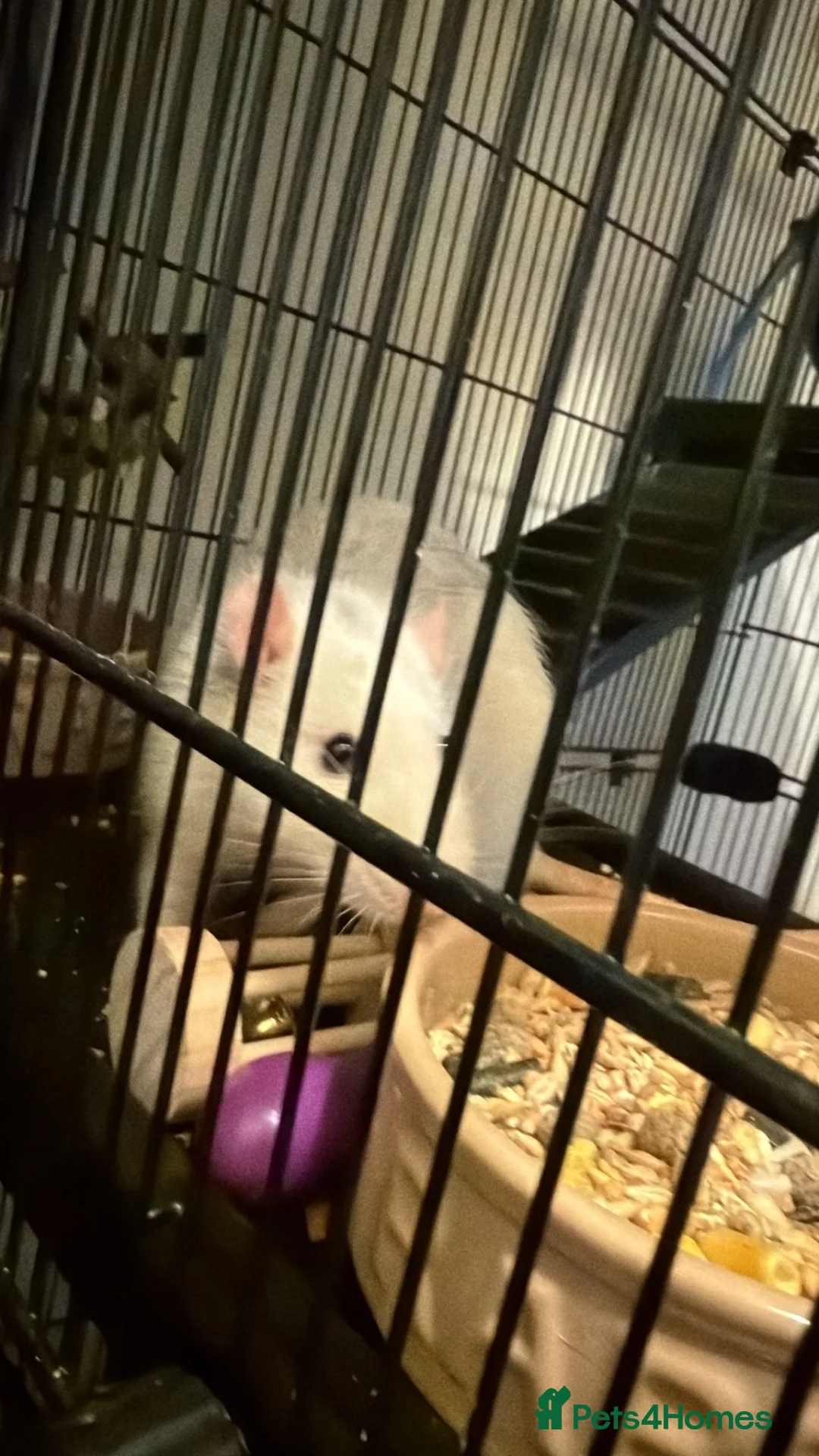 Rat rodents for sale: Three Male Rats in Exeter - Advert 3